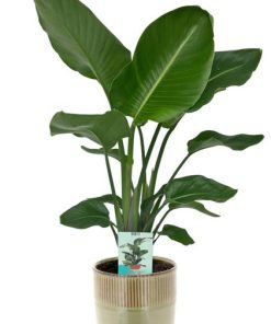 Strelitzia Nicolai – Ø19cm – ↕90cm + Terni Pot D20x20cm – Grün