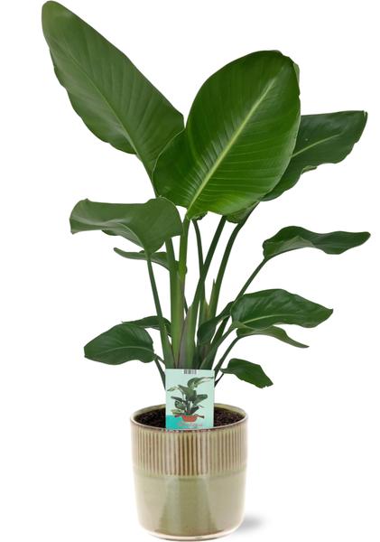 Strelitzia Nicolai – Ø19cm – ↕90cm + Terni Pot D20x20cm – Grün