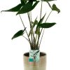 Alocasia Zebrina – Ø19cm – ↕75cm + Terni Pot D20x20cm – Grün