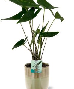 Alocasia Zebrina – Ø19cm – ↕75cm + Terni Pot D20x20cm – Grün