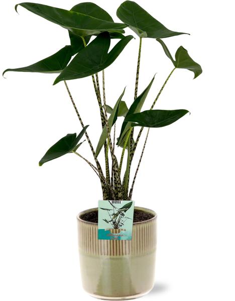 Alocasia Zebrina – Ø19cm – ↕75cm + Terni Pot D20x20cm – Grün