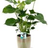 Monstera Deliciosa – Ø19cm – ↕60cm + Terni Pot D20x20cm – Grün