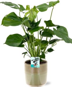 Monstera Deliciosa – Ø19cm – ↕60cm + Terni Pot D20x20cm – Grün