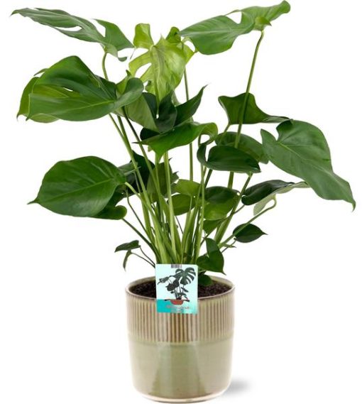 Monstera Deliciosa - Ø19cm - ↕60cm + Terni Pot D20x20cm - Grün