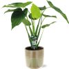 Alocasia Cucullata – Ø19cm – ↕55cm + Terni Pot D20x20cm – Grün