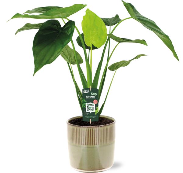 Alocasia Cucullata – Ø19cm – ↕55cm + Terni Pot D20x20cm – Grün