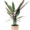 Alocasia Lauterbachiana – Ø19cm – ↕80cm + Terni Pot D20x20cm – Rosa