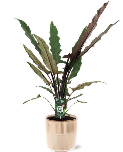 Alocasia Lauterbachiana – Ø19cm – ↕80cm + Terni Pot D20x20cm – Rosa