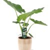 Alocasia Macrorrhiza – Ø19cm – ↕70cm + Terni Pot D20x20cm – Rosa