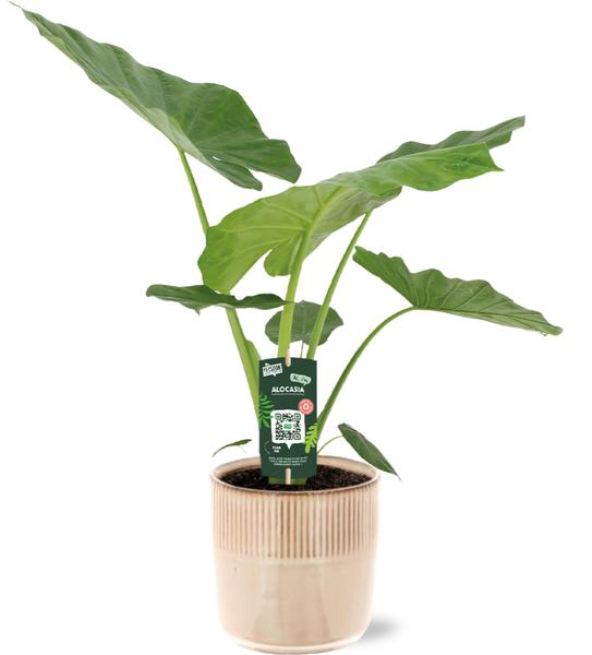 Alocasia Macrorrhiza – Ø19cm – ↕70cm + Terni Pot D20x20cm – Rosa