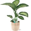 Dieffenbachia Seguine Tropic Snow – Ø19cm – ↕70cm + Terni Pot D20x20cm – Rosa