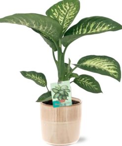 Dieffenbachia Seguine Tropic Snow – Ø19cm – ↕70cm + Terni Pot D20x20cm – Rosa