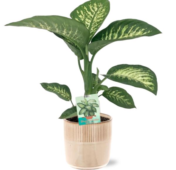 Dieffenbachia Seguine Tropic Snow – Ø19cm – ↕70cm + Terni Pot D20x20cm – Rosa