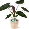 Alocasia Wentii – Ø19cm – ↕85cm + Terni Pot D20x20cm – Rosa