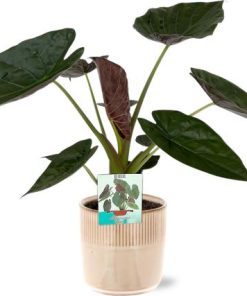 Alocasia Wentii – Ø19cm – ↕85cm + Terni Pot D20x20cm – Rosa