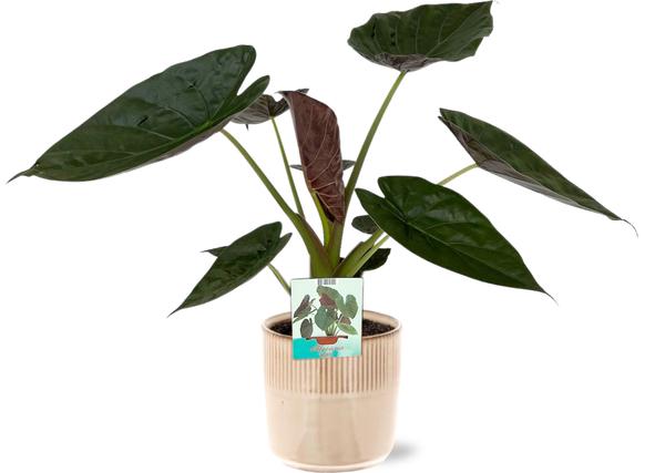 Alocasia Wentii – Ø19cm – ↕85cm + Terni Pot D20x20cm – Rosa