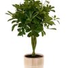 Schefflera Compacta – Ø19cm – ↕80cm + Terni Pot D20x20cm – Rosa