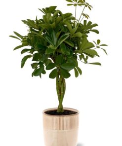 Schefflera Compacta – Ø19cm – ↕80cm + Terni Pot D20x20cm – Rosa