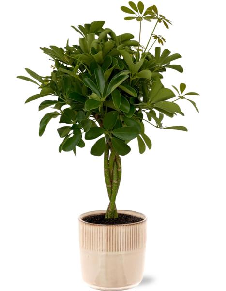 Schefflera Compacta – Ø19cm – ↕80cm + Terni Pot D20x20cm – Rosa