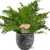 Blechnum Silver Lady – Ø17cm – ↕50cm + Tim Pot D18x16cm – Schwarz Weiß