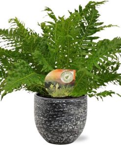 Blechnum Silver Lady – Ø17cm – ↕50cm + Tim Pot D18x16cm – Schwarz Weiß