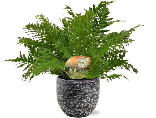 Blechnum Silver Lady – Ø17cm – ↕50cm + Tim Pot D18x16cm – Schwarz Weiß