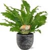 Asplenium Campio – Ø17cm – ↕50cm + Tim Pot D18x16cm – Schwarz Weiß