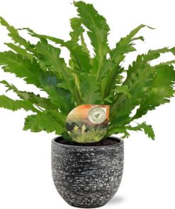 Asplenium Campio – Ø17cm – ↕50cm + Tim Pot D18x16cm – Schwarz Weiß