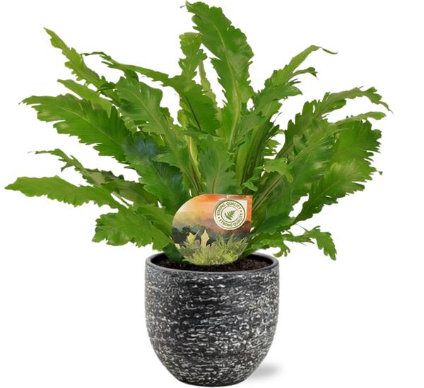 Asplenium Campio – Ø17cm – ↕50cm + Tim Pot D18x16cm – Schwarz Weiß