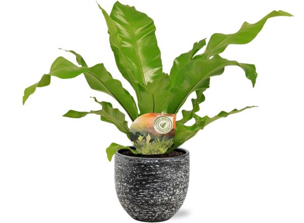 Asplenium Nidus – Ø17cm – ↕60cm + Tim Pot D18x16cm – Schwarz Weiß