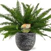 Nephrolepis Green Lady – Ø17cm – ↕40cm + Tim Pot D18x16cm – Schwarz Weiß