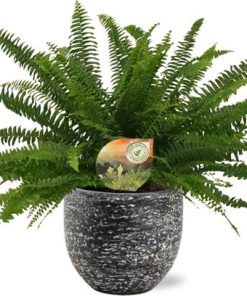 Nephrolepis Green Lady – Ø17cm – ↕40cm + Tim Pot D18x16cm – Schwarz Weiß