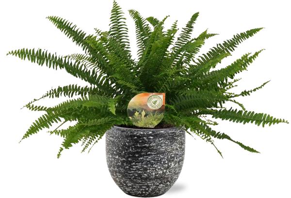 Nephrolepis Green Lady – Ø17cm – ↕40cm + Tim Pot D18x16cm – Schwarz Weiß