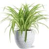 Chlorophytum Comosum Variegatum – Ø17cm – ↕30cm + Tim Pot D18x16cm – Weiß