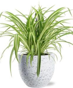 Chlorophytum Comosum Variegatum – Ø17cm – ↕30cm + Tim Pot D18x16cm – Weiß