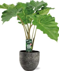 Alocasia Portodora – Ø21cm – ↕80cm + Tim Pot D24x22cm – Schwarz Weiß