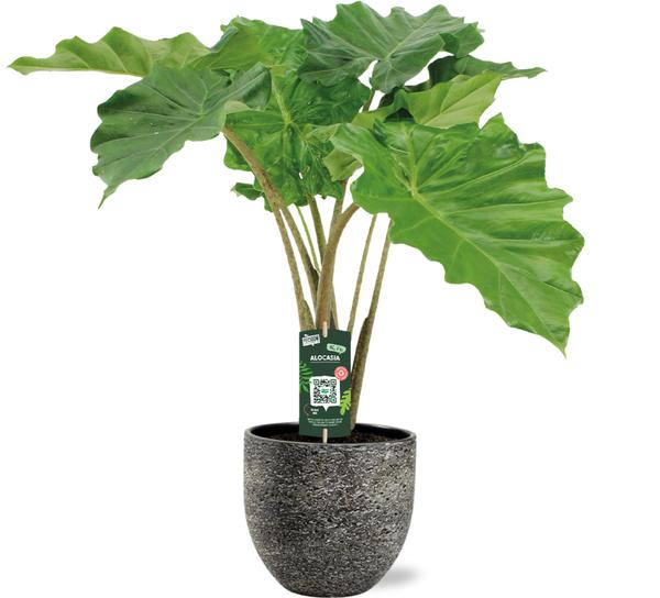 Alocasia Portodora – Ø21cm – ↕80cm + Tim Pot D24x22cm – Schwarz Weiß