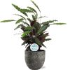 Calathea Rufibarba – Ø21cm – ↕85cm + Tim Pot D24x22cm – Schwarz Weiß
