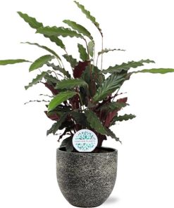 Calathea Rufibarba – Ø21cm – ↕85cm + Tim Pot D24x22cm – Schwarz Weiß