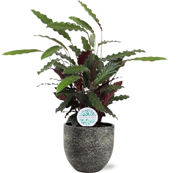 Calathea Rufibarba – Ø21cm – ↕85cm + Tim Pot D24x22cm – Schwarz Weiß