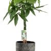 Pachira Aquatica – Ø21cm – ↕90cm + Tim Pot D24x22cm – Schwarz Weiß