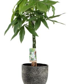 Pachira Aquatica – Ø21cm – ↕90cm + Tim Pot D24x22cm – Schwarz Weiß