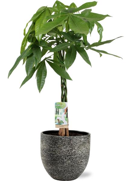 Pachira Aquatica – Ø21cm – ↕90cm + Tim Pot D24x22cm – Schwarz Weiß