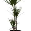 Dracaena Marginata – Ø21cm – ↕120cm + Tim Pot D24x22cm – Schwarz Weiß