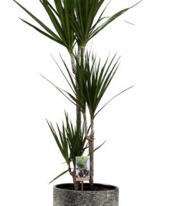 Dracaena Marginata – Ø21cm – ↕120cm + Tim Pot D24x22cm – Schwarz Weiß