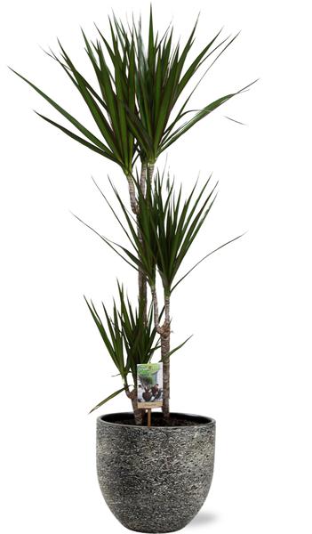 Dracaena Marginata – Ø21cm – ↕120cm + Tim Pot D24x22cm – Schwarz Weiß