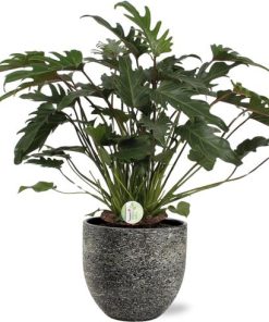 Philodendron Xanadu – Ø21cm – ↕65cm + Tim Pot D24x22cm – Schwarz Weiß