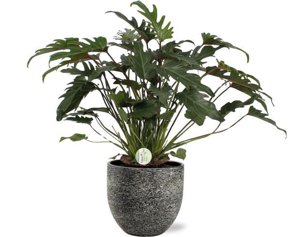 Philodendron Xanadu – Ø21cm – ↕65cm + Tim Pot D24x22cm – Schwarz Weiß