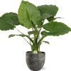 Alocasia Gageana California – Ø21cm – ↕80cm + Tim Pot D24x22cm – Schwarz Weiß