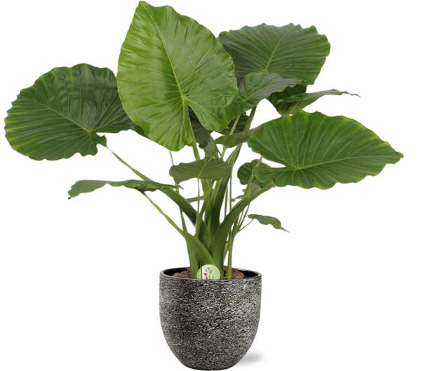 Alocasia Gageana California – Ø21cm – ↕80cm + Tim Pot D24x22cm – Schwarz Weiß